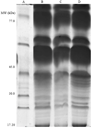 Image for - Comparison of Sunflower (Helianthus annuus L.) Hybrides by using Isozymes and Seed Storage Protein