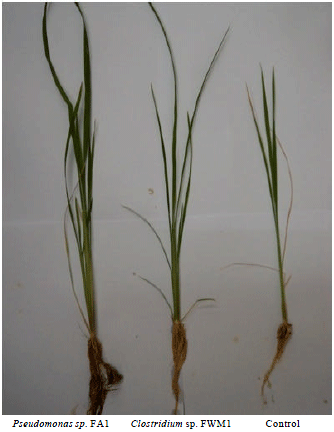 Image for - Enhanced Rice Seedling Growth by Clostridium and Pseudomonas