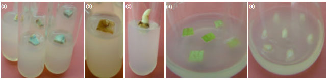 Image for - Effect of Explant Type in Development of in vitro Micropropagation Protocol of an Endangered Medicinal Plant: Curcuma caesia Roxb.