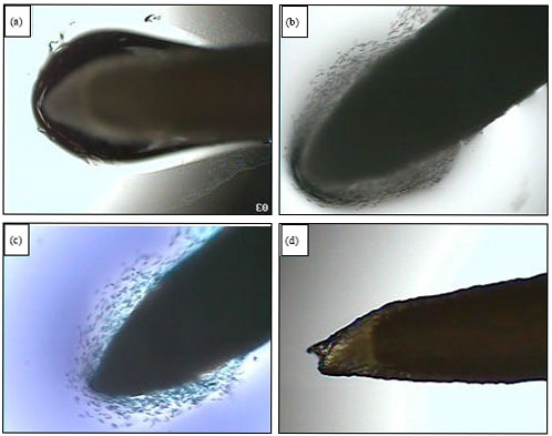 Image for - Biological Characters of Root Border Cells Development in Maize (Zea mays)