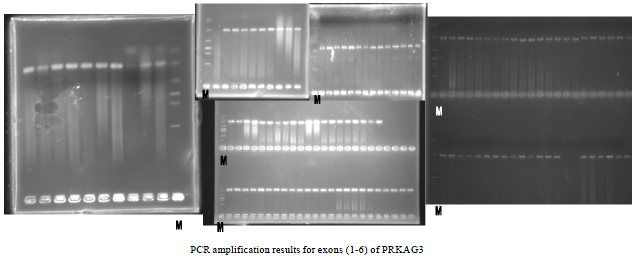 Image for - Application of in silico PCR Strategy for Primer Design and Selection  of Chicken AMPK Gamma Subunit Gene Loci