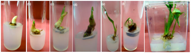 Image for - Effect of Explant Type in Development of in vitro Micropropagation Protocol of an Endangered Medicinal Plant: Curcuma caesia Roxb.