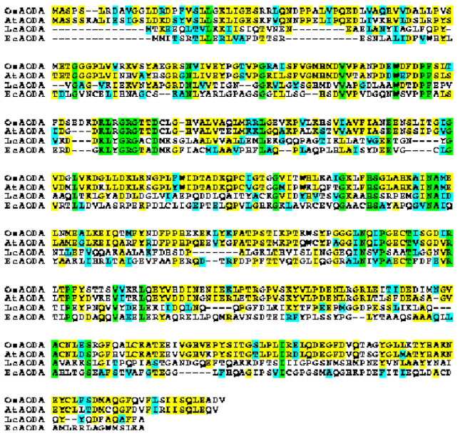 Image for - Characterization of a Gene Encoding Acetylornithine Deacetylase from Rice