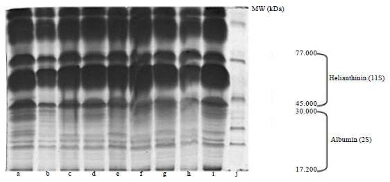 Image for - Optical Density Utilization in Sunflower (Helianthus annuus L.) Seed Extracted  Protein Evaluation and Characterization