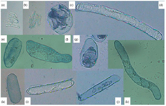 Image for - Biological Characters of Root Border Cells Development in Maize (Zea mays)