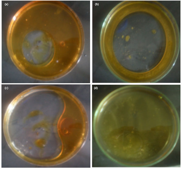 Screening for Biosurfactantproducing Yeast Confirmation of Biosurfactant Production