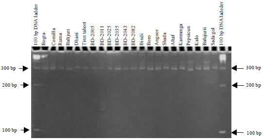 Image for - DNA Fingerprinting and Genetic Diversity Analysis of Chilli Germplasm Using Microsatellite Markers