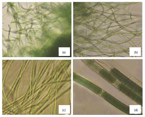 Evidence-based Analysis of a Novel Symbiotic and Epiphytic ...