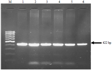 Image for - Genotyping of Growth Hormone Gene in Egyptian Small Ruminant Breeds