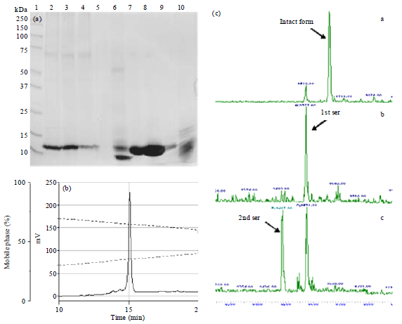 Image for - Large-Scale Purification of Human Apolipoprotein Kringle Domain V (rHualkV) Expressed in Pichia pastoris