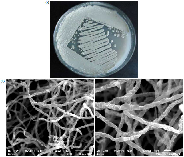 Image for - Optimization of Bioactive Metabolites production by a Newly Isolated Marine Streptomyces sp. Using Statistical Approach