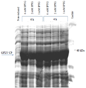 Image for - Preparation of Polyclonal Antibodies to Grapevine fanleaf Virus Coat Protein Expressed in Escherichia coli