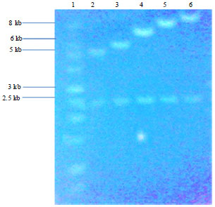 Image for - Construction, Expression and Characterization of Multi Cassettes Encoding Indonesian Small Hepatitis B Surface Antigen (s-HBsAg) in Methylotropic Yeast Pichia pastoris