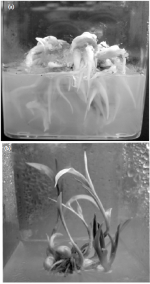 Image for - In vitro Tuberization and Colchicine Content Analysis of Gloriosa superba L.