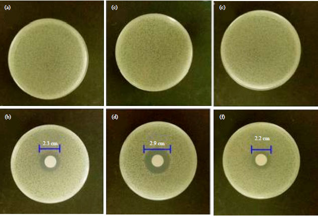 Image for - Effect of DksA Protein on the Susceptibility of Escherichia coli Towards Novel Amine N-Halamine Polymeric Nanoparticles as Powerful Antibiotics