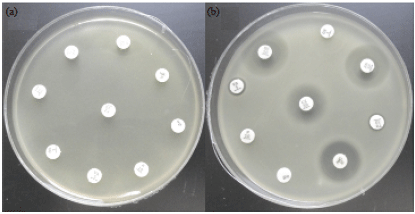 Image for - Molecular Characterization of mecA and SCCmec Genes in Pathogenic Staphylococcus spp. Collected from Hospitals in Taif Region, KSA