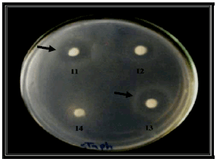 Image for - Identification, Characterization and Genetic Improvement of Bacteriocin Producing Lactic Acid Bacteria