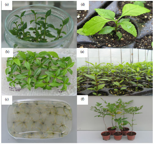 Image for - Large-Scale Micropropagation of Common Ash