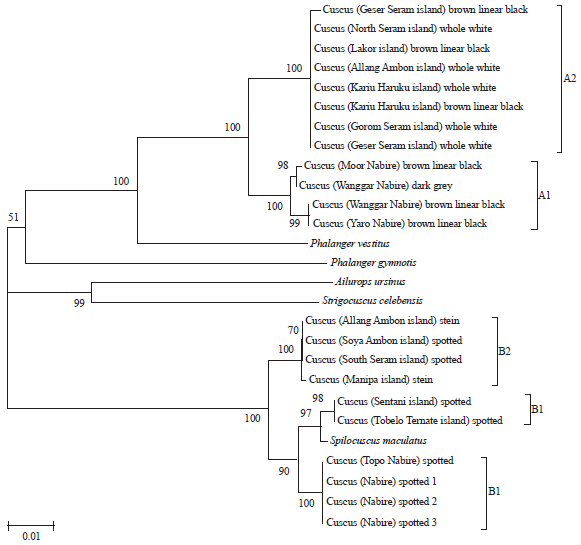 Image for - Phylogenetic Relationship of Cuscuses (Marsupialia: Phalangeridae) from Papua and Maluku Based on Mitochondrial Sequences of NADH Dehydrogenase Sub-unit 1 Gene