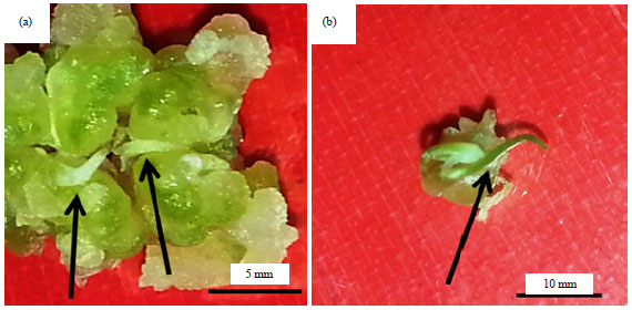 Image for - Haploid Induction in Spring Onion (Allium fistulosum L.) via Gynogenesis