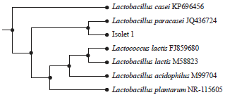 Image for - Molecular Identification of Potential Probiotic Lactic Acid Bacteria Strains Isolated from Egyptian Traditional Fermented Dairy Products
