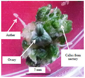 Image for - Haploid Induction in Spring Onion (Allium fistulosum L.) via Gynogenesis