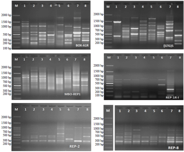 Image for - Molecular Characterization of mecA and SCCmec Genes in Pathogenic Staphylococcus spp. Collected from Hospitals in Taif Region, KSA