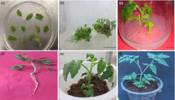 Image for - Differential In vitro Direct Regeneration of Tomato Genotypes on Various Combinations of Growth Regulators