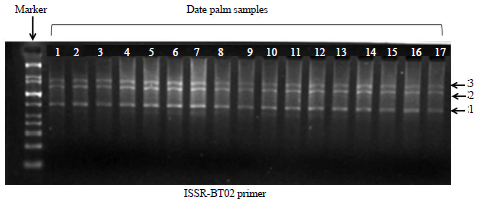 Image for - Efficiency of RAPD and ISSR Markers for the Detection of Polymorphisms and Genetic Relationships in Date Palm
