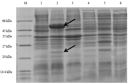 Image for - Characterization of a Naphthalene Catabolic Gene Cluster and Heterologous Expression of Naphthalene Dioxygenase Genes from Rhodococcus ruber OA1