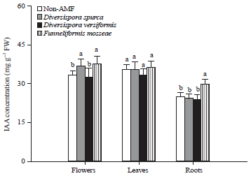 Image for - Mycorrhiza Modulates Morphology, Color and Duration of Flowers in Hyacinth