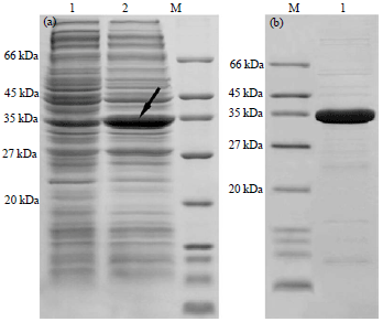 Image for - Cloning, Expression and Characterization of a Mesophilic Catechol 1,2-dioxygenase from Rhodococcus ruber OA1