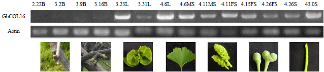 Image for - Cloning and Expression Analysis of CONSTANS-Like 16 (GbCOL16) Gene from Ginkgo biloba