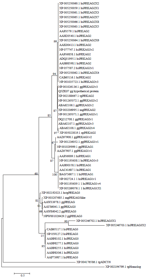 Image for - Genome-wide Identification and Analysis of Human and Avian 5