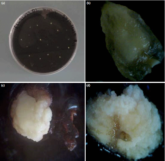 Image for - Callus Induction and Plant Regeneration from Immature Embryos of Sweet Sorghum (Sorghum bicolor Moench)