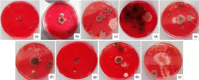 Image for - In vitro Optimisation of Fungal Cellulase Production from Fruit Waste for Handmade Paper Industries