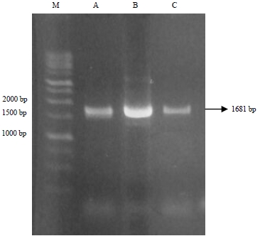 Image for - Phylogenetic Analysis of Newcastle Disease Virus from Indonesian Isolates Based on DNA-Sequence of Fusion Protein-Encoding Gene