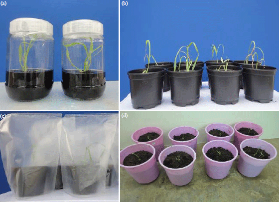 Image for - Callus Induction and Plant Regeneration from Immature Embryos of Sweet Sorghum (Sorghum bicolor Moench)