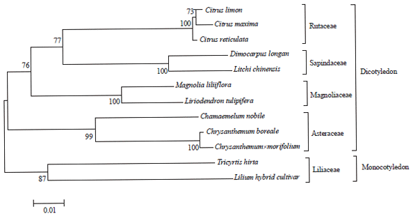 Image for - Characterization of Novel Chalcone Synthase Gene (CnCHS) from Chamaemelum nobile