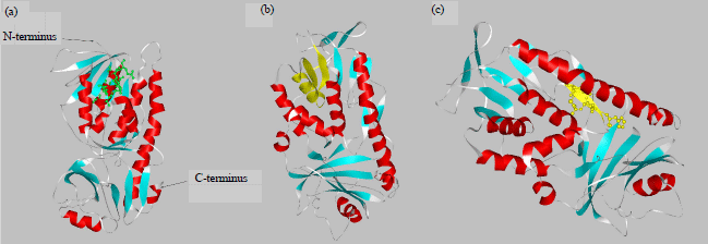 Image for - Molecular Cloning and Expression of a Squalene Epoxidase Gene from Ilex cornuta