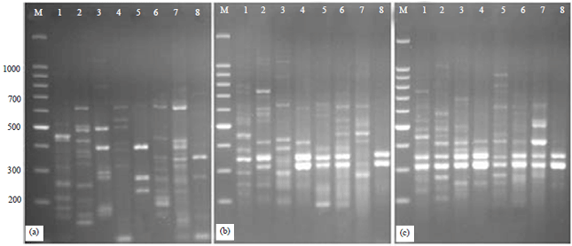 Image for - Molecular Characterization of Two New Mycoplasma Species Isolated from Chickens in Saudi Arabia