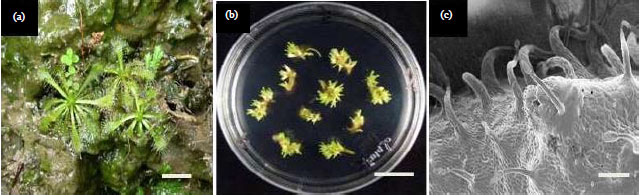 Image for - Plumbagin, a Plant-derived Naphthoquinone Production in Tissue Cultures of Drosera spatulata Labill