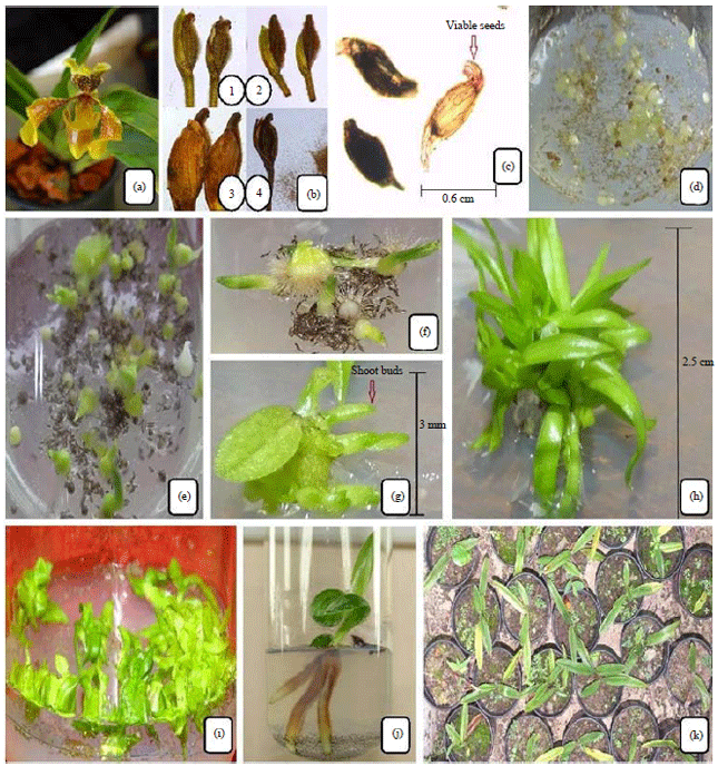 Image for - In vitro Immature Embryo Culture and Propagation of Paphiopedilum villosum Var. Boxallii (Rchb. f.) Pfitzer