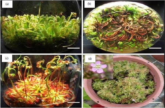 Image for - Plumbagin, a Plant-derived Naphthoquinone Production in Tissue Cultures of Drosera spatulata Labill