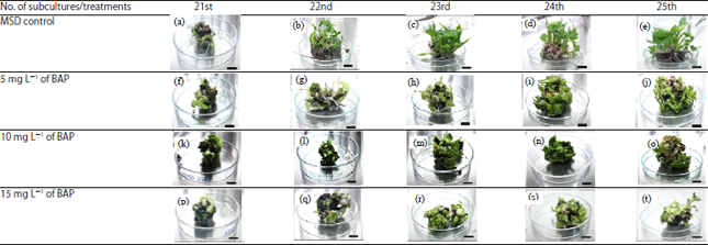 Image for - Effect of Somaclonal Variation in Musa acuminata cv. BeranganThrough Micropropagation Using RAPD