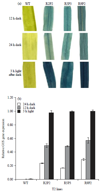 Image for - Functional Analysis of SBPase Gene Promoter in Transgenic Wheat under Abiotic Stresses