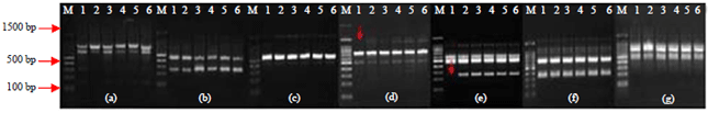 Image for - Effect of Somaclonal Variation in Musa acuminata cv. BeranganThrough Micropropagation Using RAPD