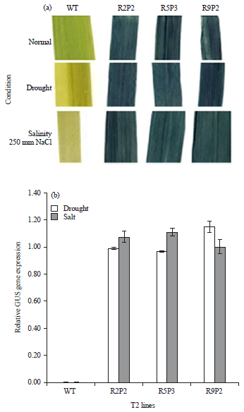 Image for - Functional Analysis of SBPase Gene Promoter in Transgenic Wheat under Abiotic Stresses