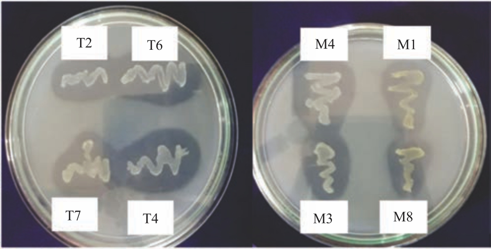 Image for - Characterization of Phosphate Solubilising Bacteria Isolated from Rhizosphere Soils of Piper nigrum L.