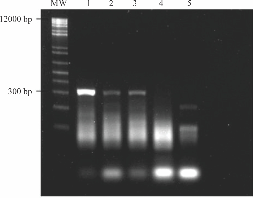 Image for - Amplification and Sequence Analysis of Indole-3-Pyruvic Acid (IPyA) Pathway Related Genes from Bacillus spp.